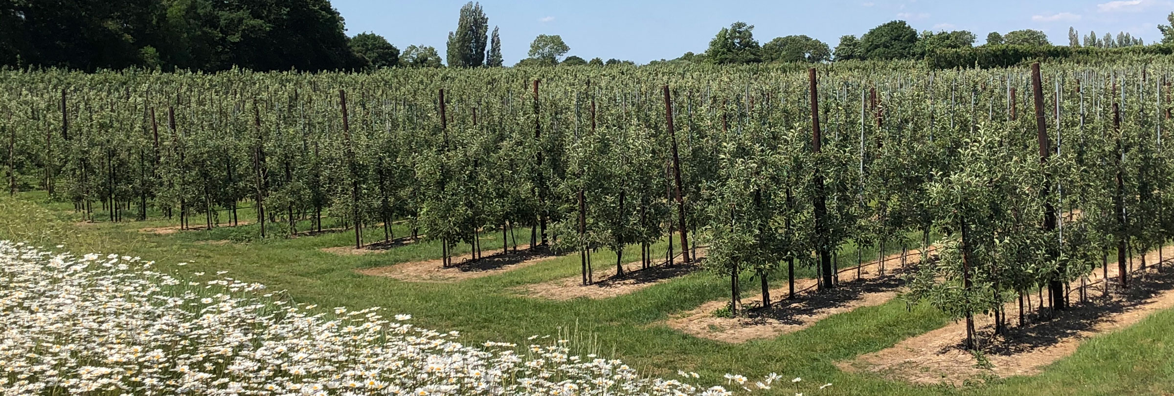 ABB-Orchard