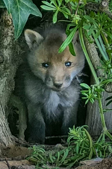 Fox-Cub