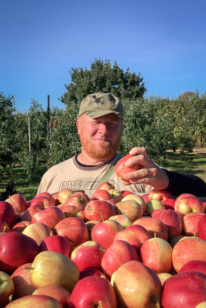Apple-Picking-Inspection