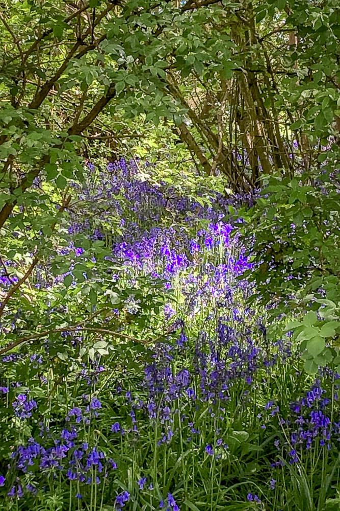 Bluebells