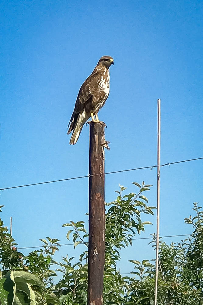 Buzzard