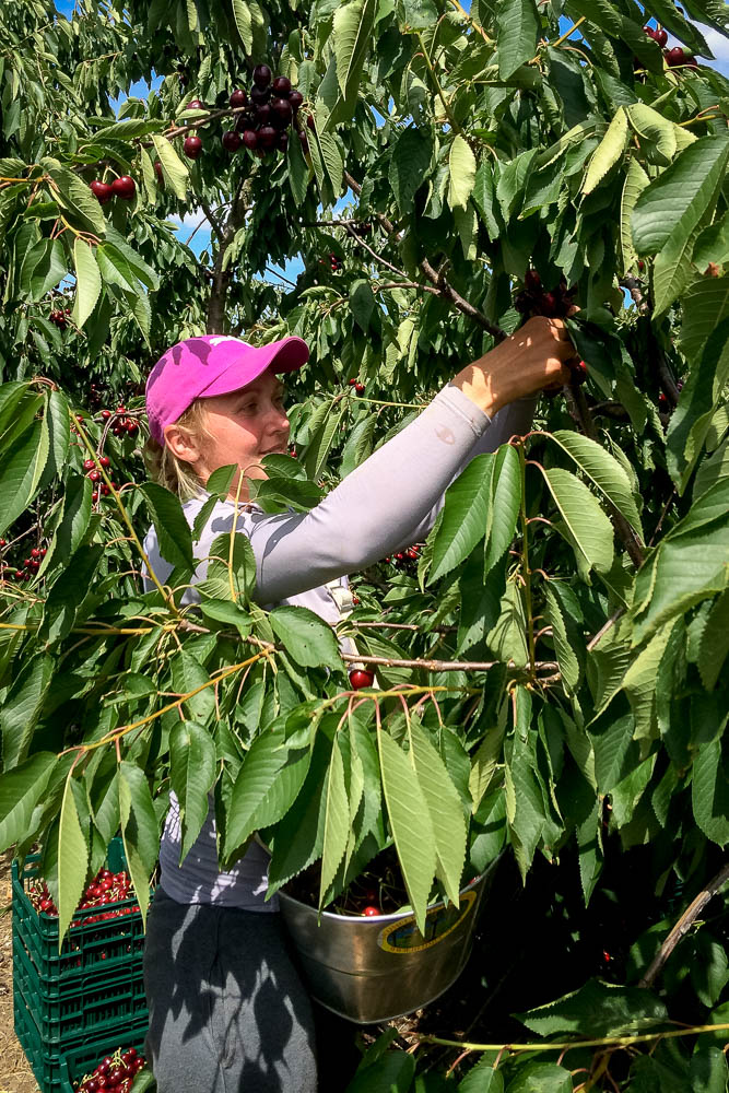 Cherry-Harvest