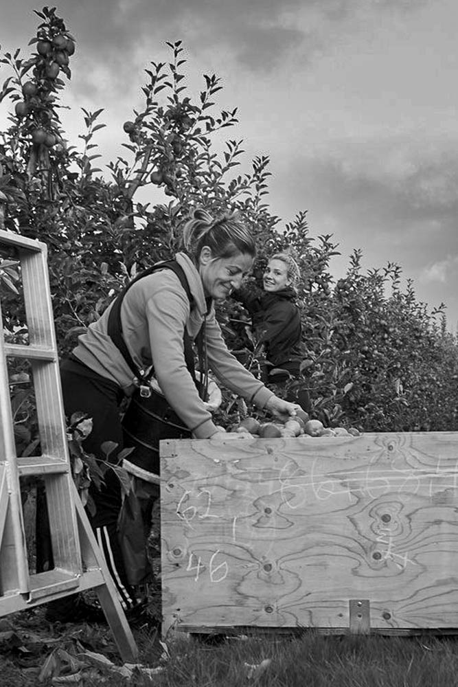 Apple-Picking-Women