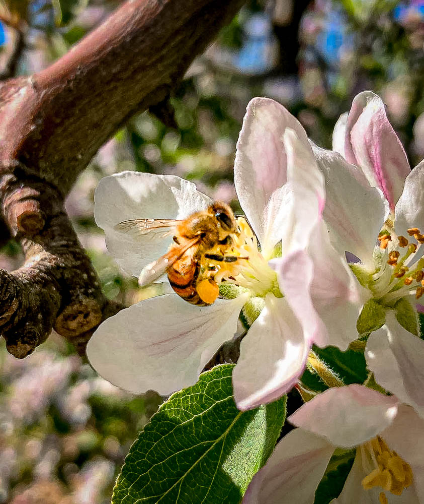 Bee-Gathering-Nectar