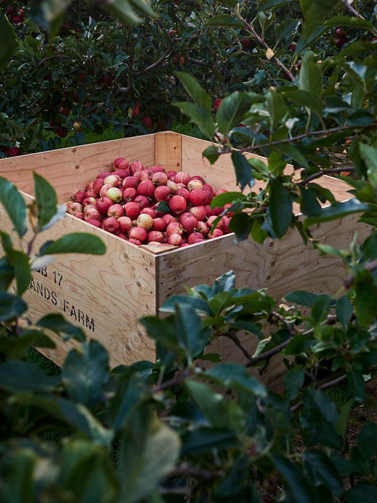 Apple-Crate-in-Orchard