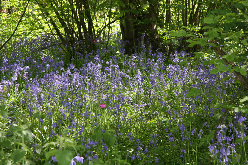 Bluebells