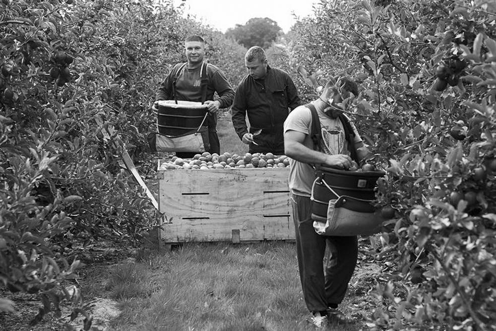 Newlands-Farm-Picking