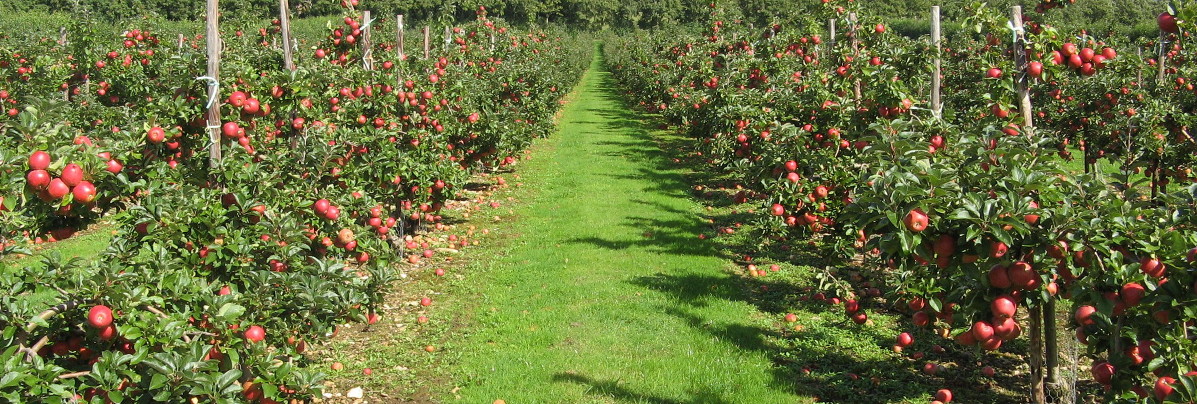 ABB-Apple-Orchard